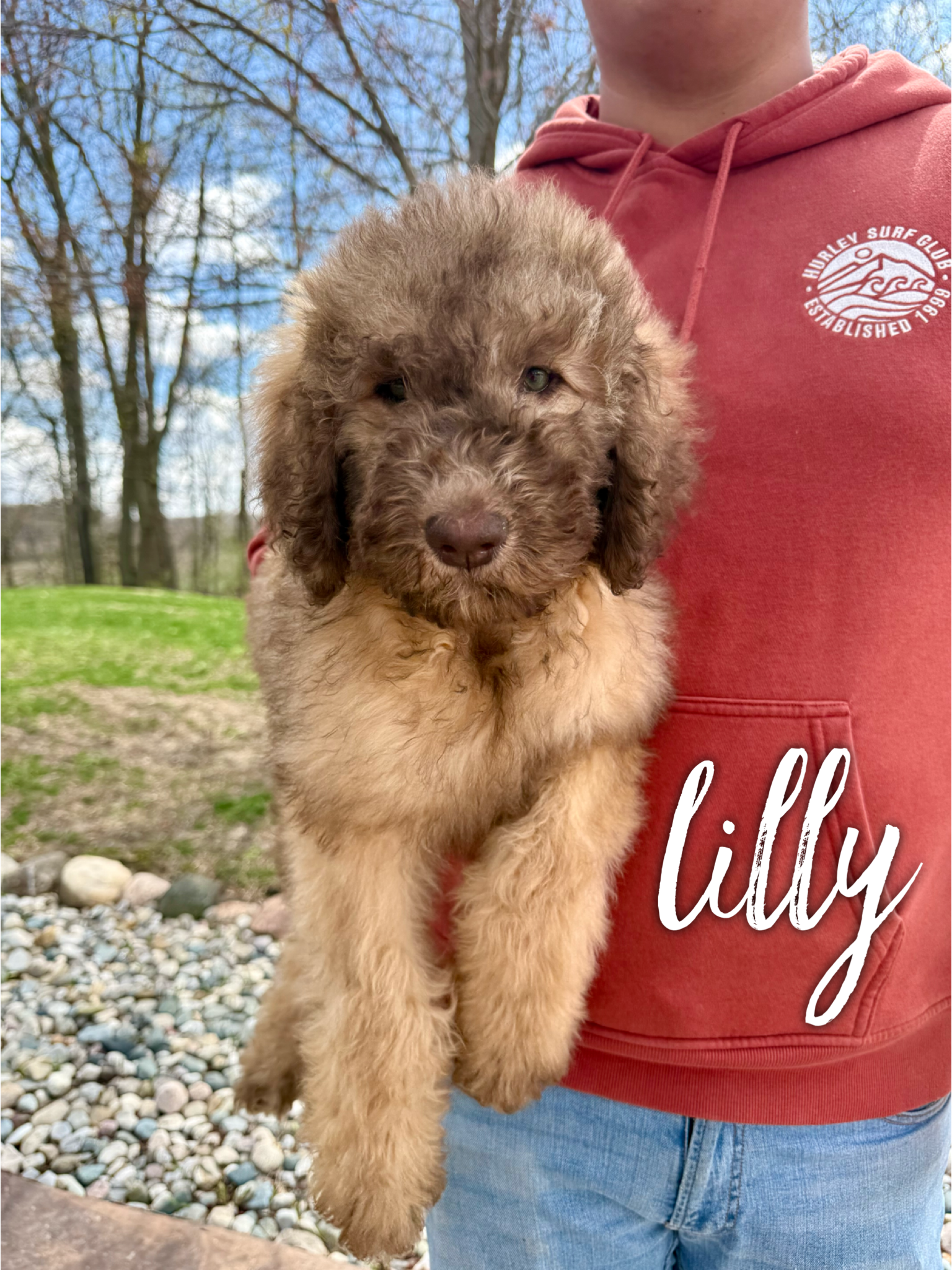 Saint Berdoodles-Lucy